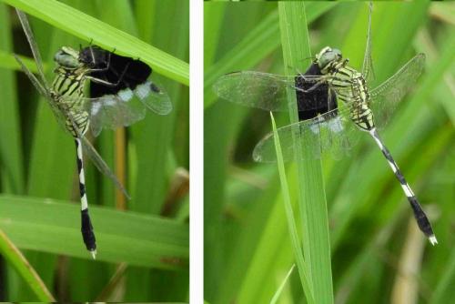 Orthetrum sabina